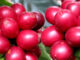 A wonderful variety of coffee is Red Catuai