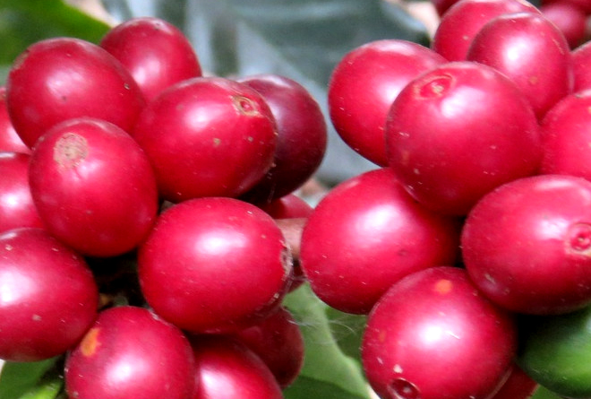 A wonderful variety of coffee is Red Catuai