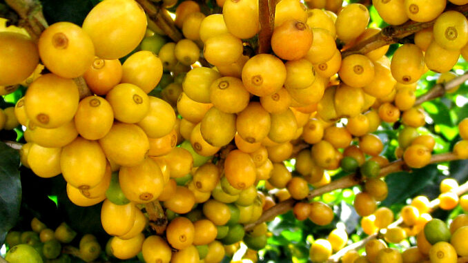 A wonderful variety of coffee is Yellow Catuai