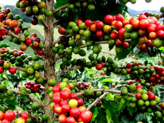 About the Caturra coffee variety