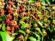Coffee varieties derived from the Robusta coffee variety (Coffea canephora)