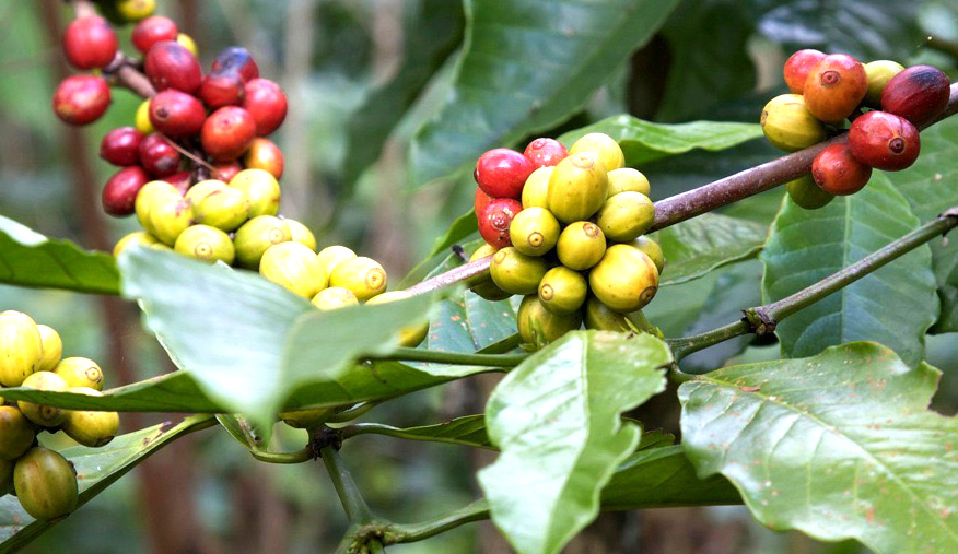 Information about the Rubiaceae coffee variety