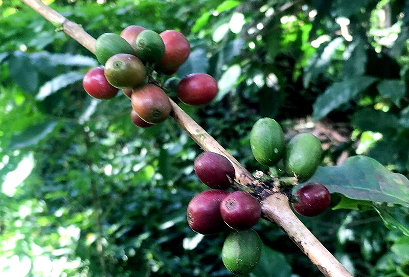 Information about the Thai Black Ivory coffee variety