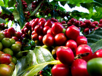 SL28 is an excellent variety of coffee from Kenya