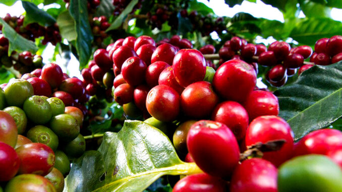 SL28 is an excellent variety of coffee from Kenya