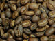 The Excelsa coffee variety (Coffea excelsa or Coffea liberica var. dewevrei)