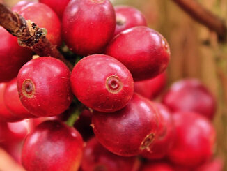 The Gesha variety of coffee is found in Ethiopia and Panama