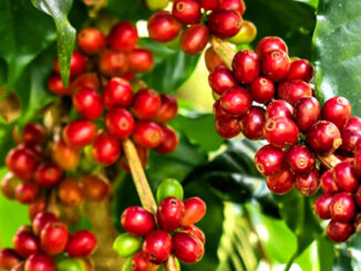 The Java coffee variety (Coffea canephora var. robusta)