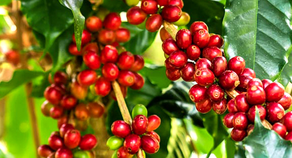 The Java coffee variety (Coffea canephora var. robusta)