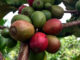 The Liberica coffee variety (Coffea liberica) is one of the most important coffee varieties in the coffee world