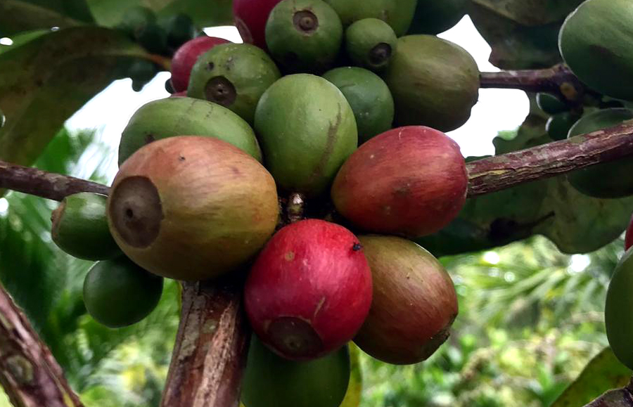 The Liberica coffee variety (Coffea liberica) is one of the most important coffee varieties in the coffee world