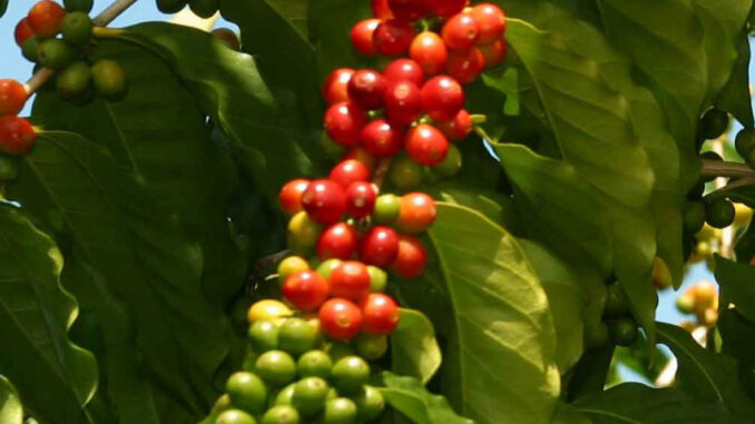 The Liberica coffee variety (Coffea liberica)
