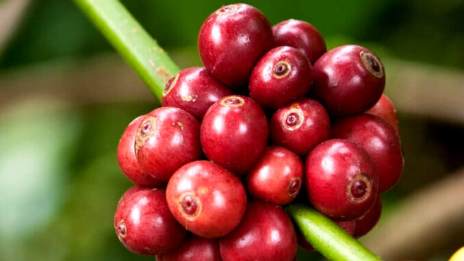The Mundo Novo variety of coffee is a taste journey followed by many coffee lovers