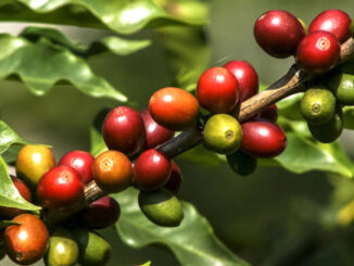The coffee variety Coffea liberica var. robusta (Nganda or Koukou)