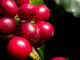 The excellent coffee of the Catuai variety