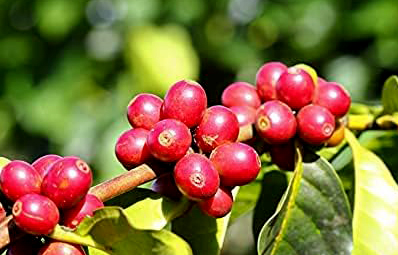 The excellent variety of Java coffee