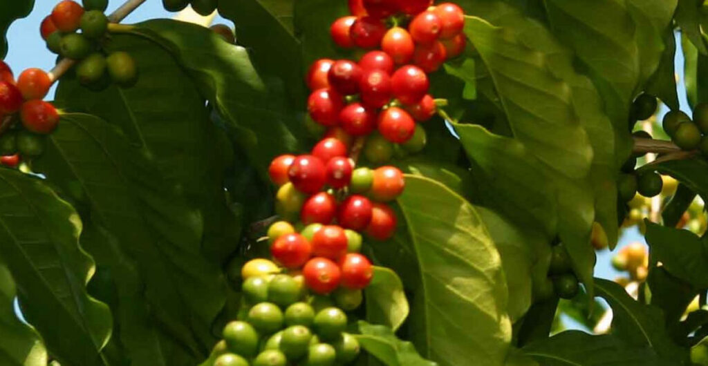 The excellent variety of Kona Coffee