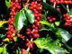 jamaica blue mountain is an excellent variety of coffee