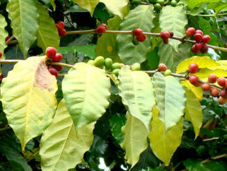 Coffee varieties derived from the Excelsa coffee variety (Coffee liberica var. Dewevrei)