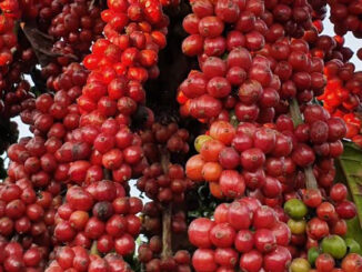 Coffee varieties derived from the Robusta coffee variety (Coffee caniphora)