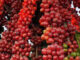 Coffee varieties derived from the Robusta coffee variety (Coffee caniphora)