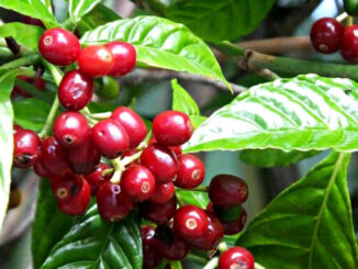 Comparison of the main coffee varieties Arabica (Coffee arabica) and Liberica (Coffee liberica)