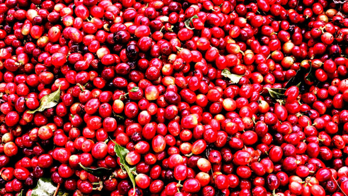 Information on the Liberica-Robusta Hybrids coffee variety