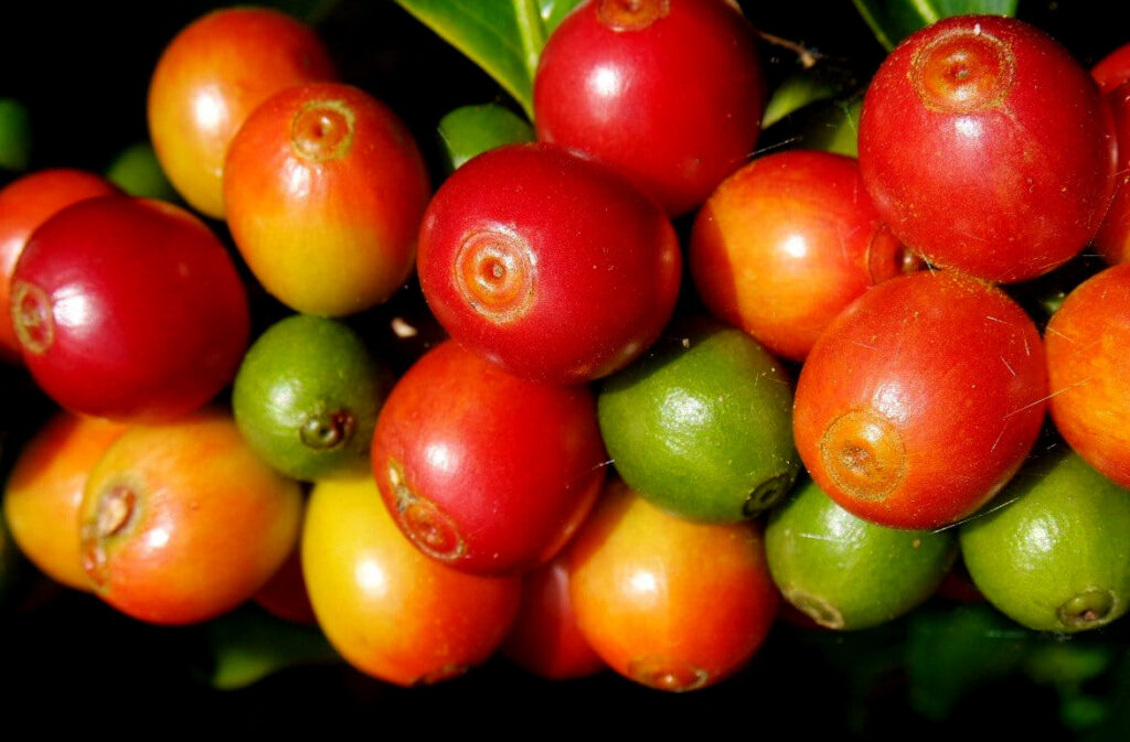The Dry Processing of coffee